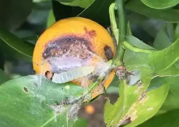 柑橘12月有什么病害虫害,柑橘全年病害虫害最新防治方法