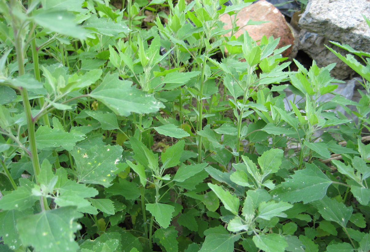 《说文解字》第105课:如何准确理解“蒹葭苍苍”?