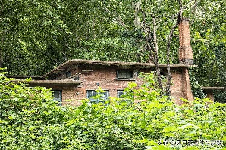 济南秋天的法国梧桐,济南一颗梧桐树