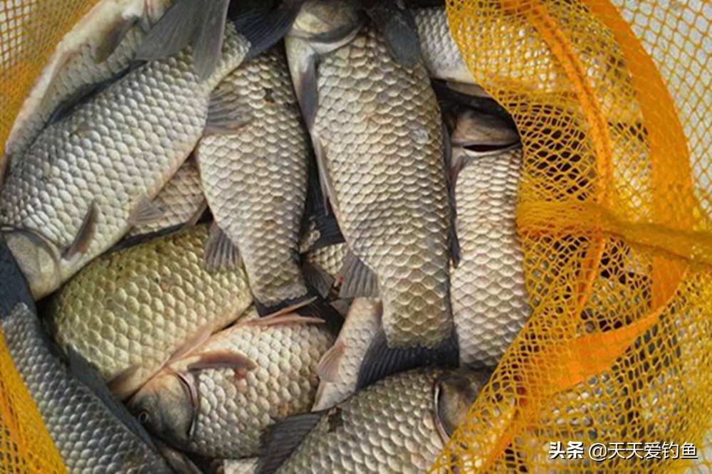 用虫饵钓鲫鱼必须用细线吗,用虫饵钓鱼再用饵料怎么办
