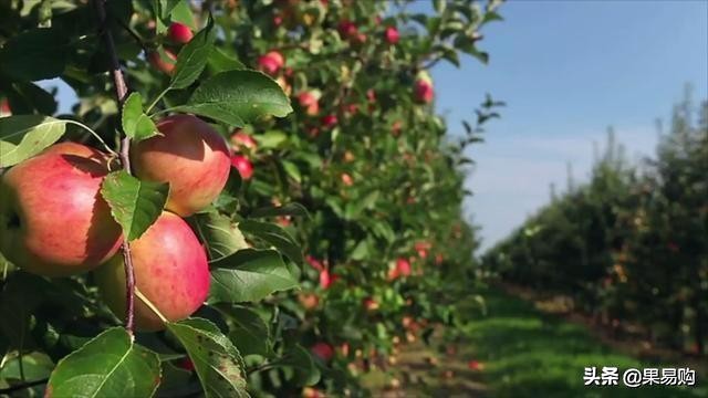 南非小钻石,南非小苹果图片
