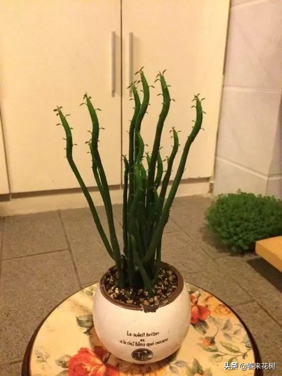 光棍树养殖方法,招财光棍树怎么样扦插