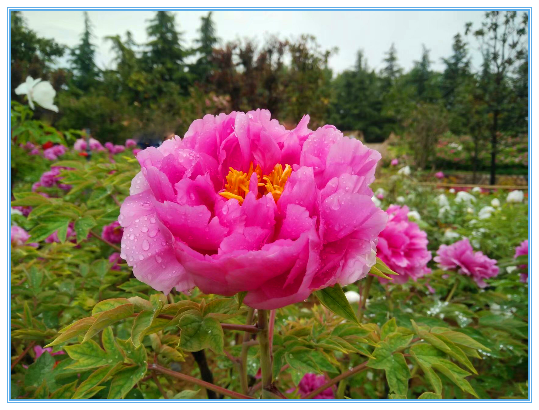 赞牡丹花古诗词,国色天香牡丹展古诗