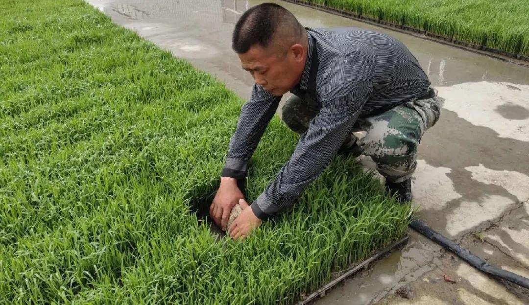 「劳模风采」描绘美丽乡村新画卷—记扬州市劳动模范、江都区真武镇真武村*党**总支部书记戴尔庆