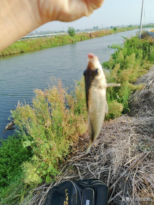 为什么大板鲫吃口很轻,大板鲫一般多少度吃口