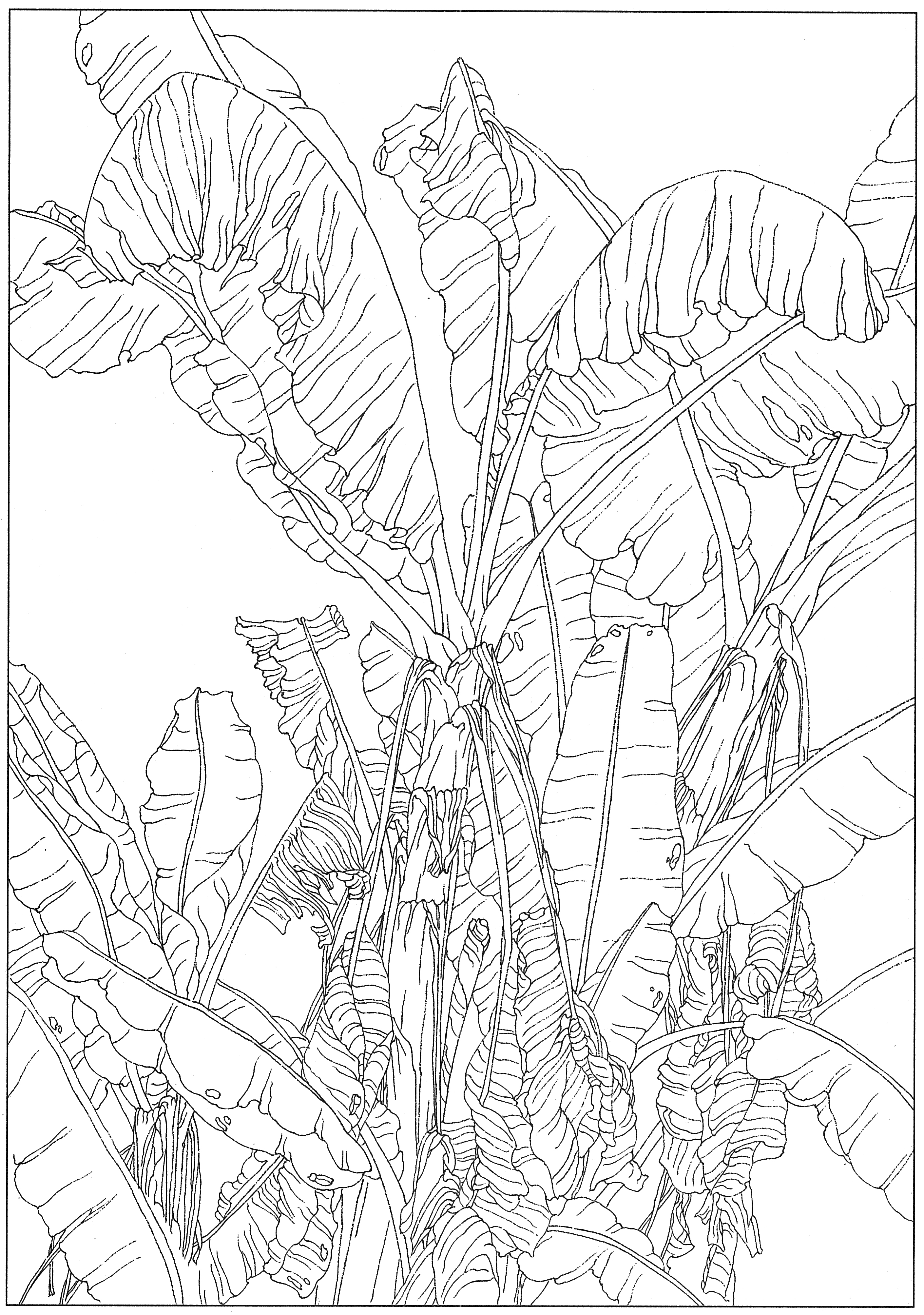 徐渭国画芭蕉作品,临摹徐渭墨梅芭蕉图