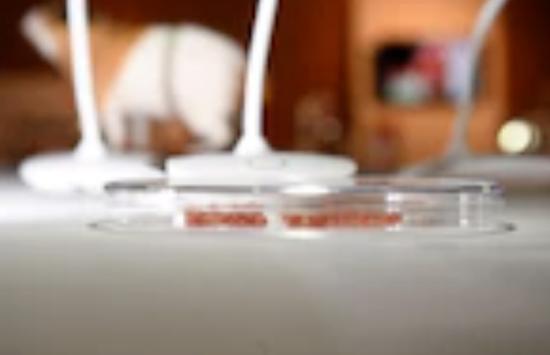 人造肉和真肉谁贵,人造肉比肉贵还是便宜