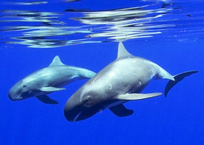 台州鲸鱼搁浅现状直播,台州鲸鱼搁浅死的鲸鱼怎么处理