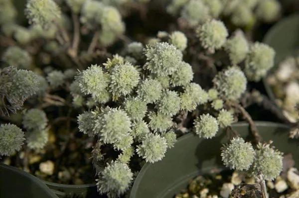 银白色的植物有哪些,草本类观赏植物