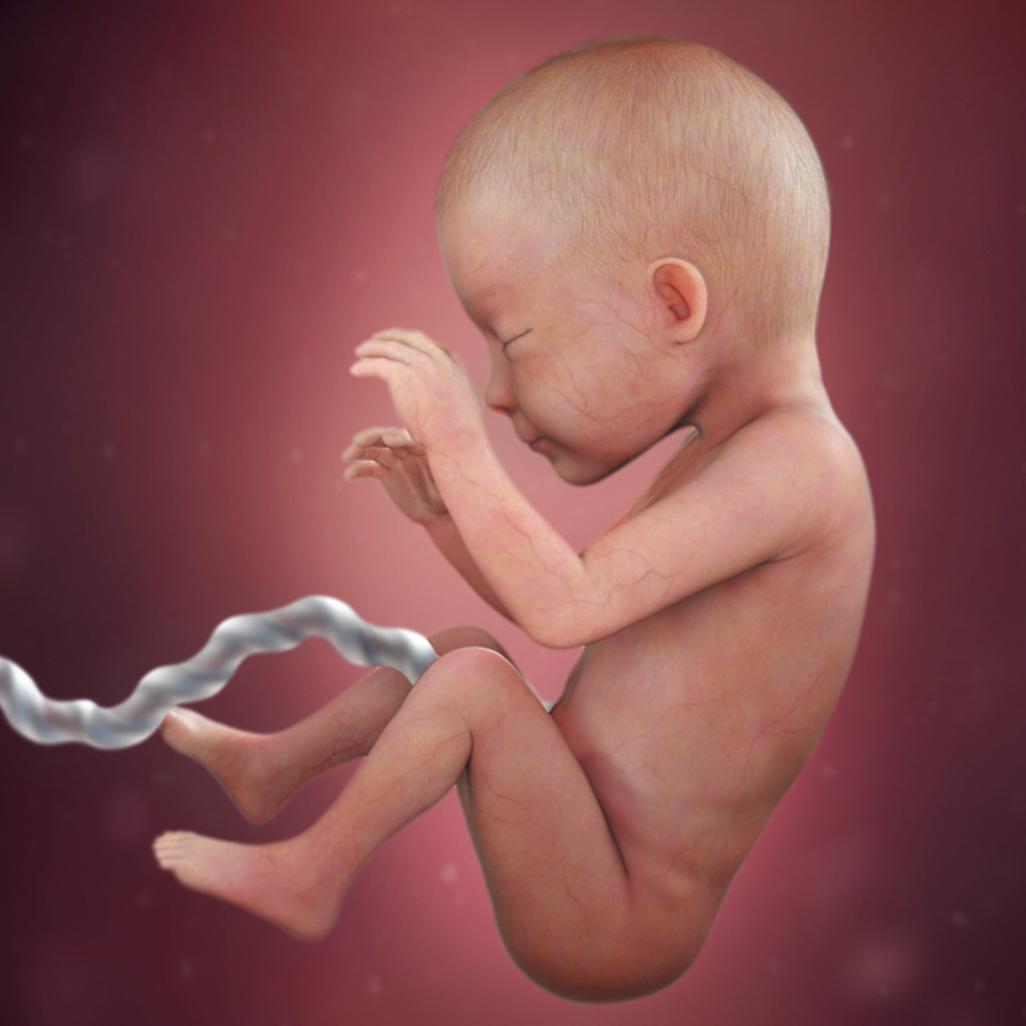 怀孕40周胎宝宝每周长什么样,怀孕40周胎停什么原因