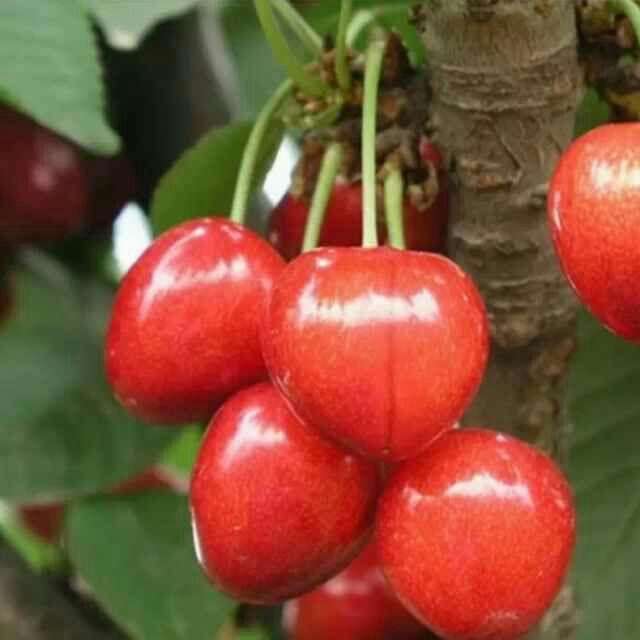 贵州纳雍玛瑙红樱桃花,贵州纳雍玛瑙红樱桃赶早抢鲜上市
