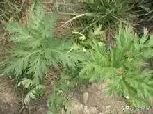 戈壁当中最常见的植物,在野外都能捡到的稀有植物