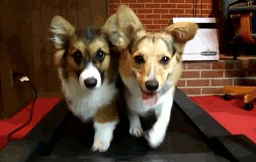 养狗后幸福感为什么爆棚,狗子绝育全过程