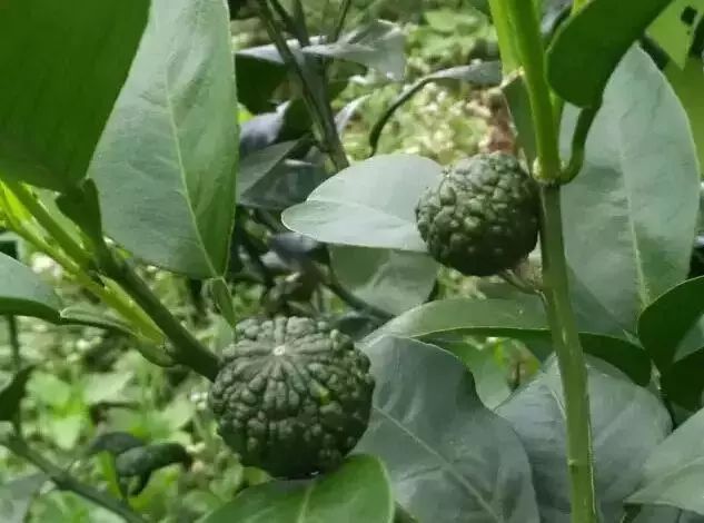 玉米二甲戊灵药害什么症状,棉花药害症状及防治方法