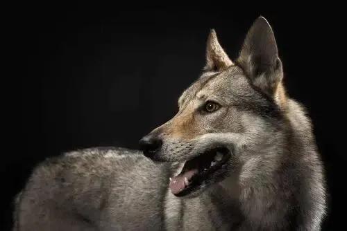 各国猛犬品种排名,各国品种猛犬