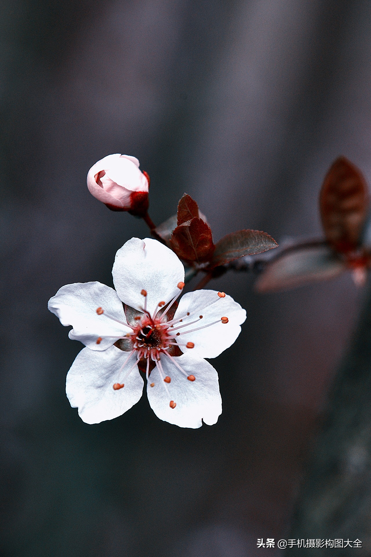 拍花十大必备技巧,拍花的100种构图