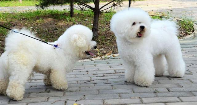 比熊最多能活几年,养两只比熊要注意哪些事项