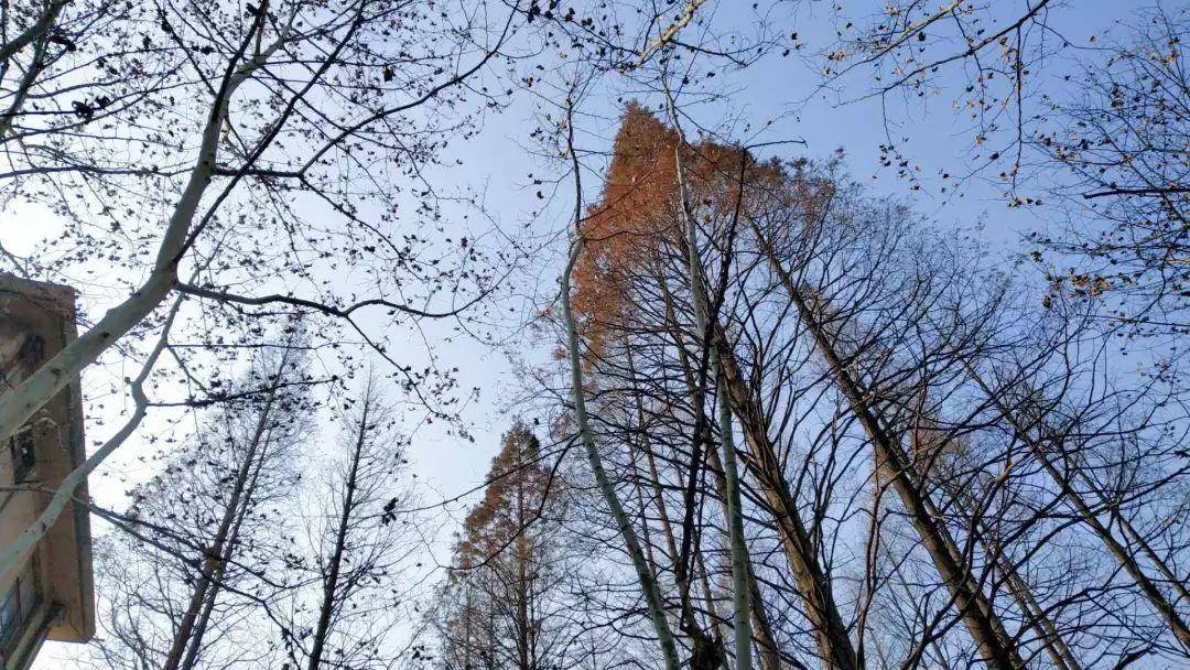 那些年你不能错过的rose的翻唱,那些年你不能错过的美食