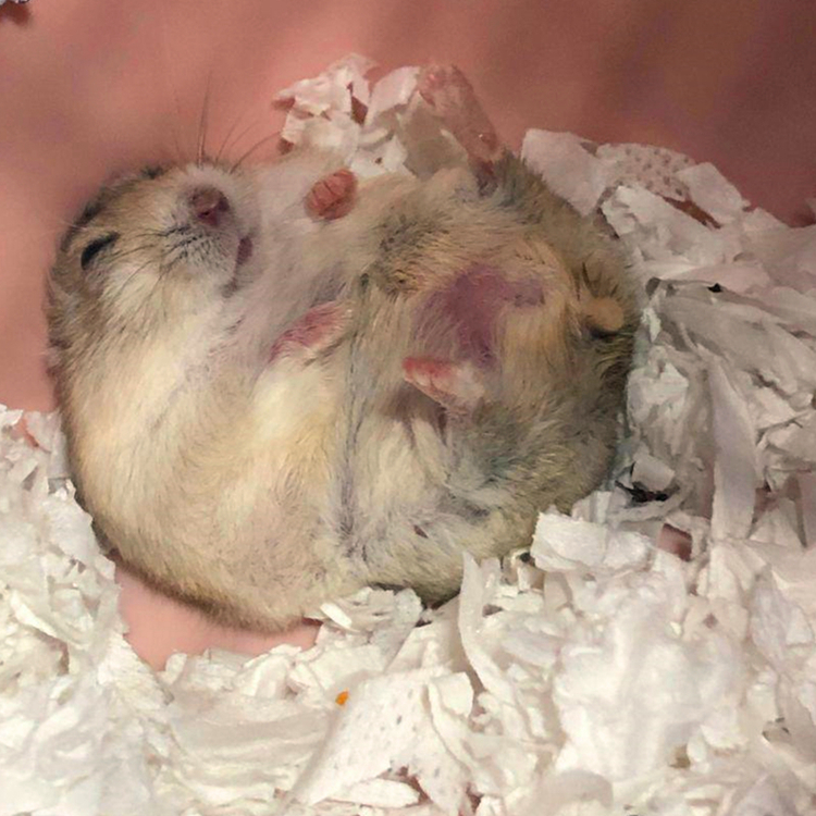 仓鼠从多大开始有领地意识,小黑仓鼠第一次成为鼠王