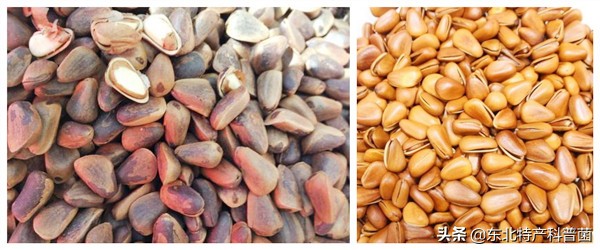 松子采摘的全过程,普通松树松子的采摘过程