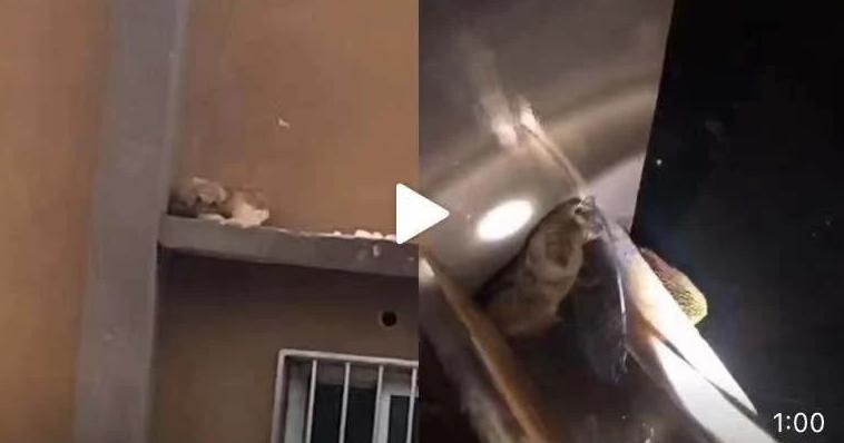 小狗突然消失摔下楼梯,小狗假装被抛弃原视频