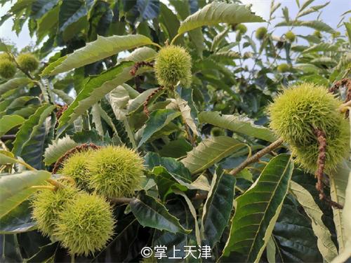 蓟州玩水垂钓农家院,蓟州区适合带孩子玩的农家院