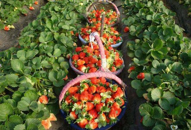 草莓花期蓟马危害用什么药,草莓大棚里的蓟马怎么防治