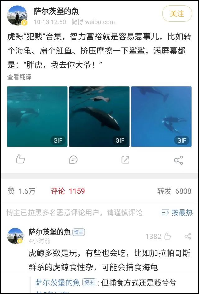 座头鲸上勾拳虎鲸,nga虎鲸vs座头鲸