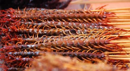 蜈蚣如何养殖见效最快,蜈蚣怎么养才能养活