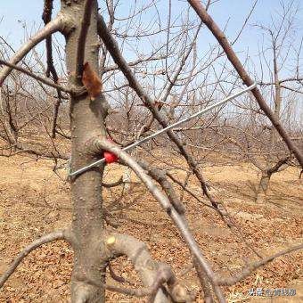 果树开角技术视频教程,果树开角操作顺序