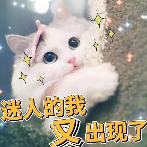 黑pola和白pola的区别,pola价格为什么相差那么大