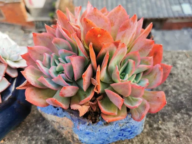 我和多肉,我与多肉