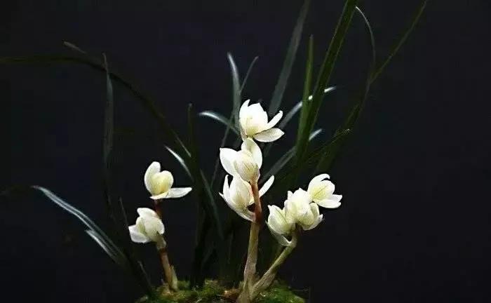 兰展要价800万的兰花,今年兰展最高价的有哪些兰花