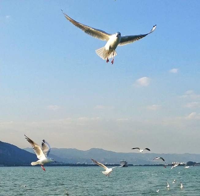 高原明珠滇池,美丽的高原明珠青海湖