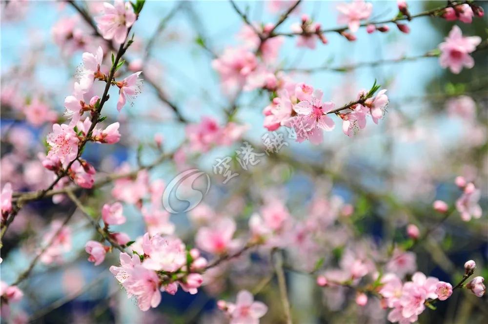 2020年4月成都双流赏花地点,双流踏青赏花地