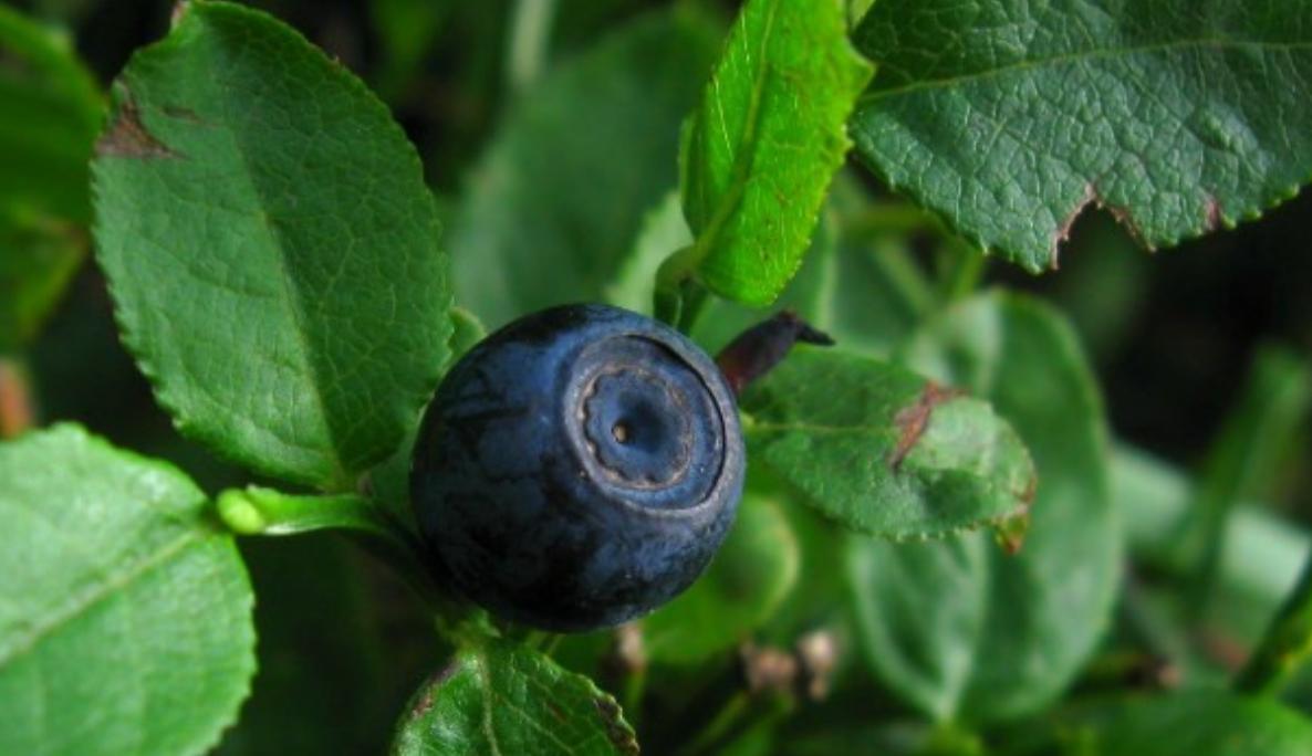 纯天然植物染发有什么危害,纯天然无添加对人体零伤害