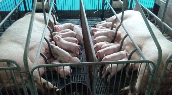 母猪产后用地米会使母猪无乳吗,母猪产后无乳综合症