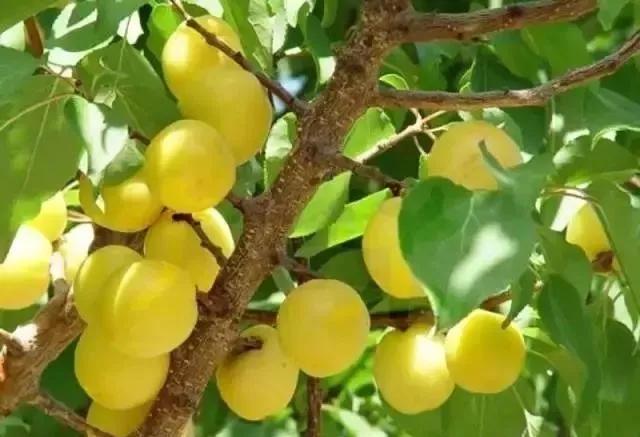 新疆广袤的沙漠地下真的有暗河吗,新疆的沙漠有一个大洞