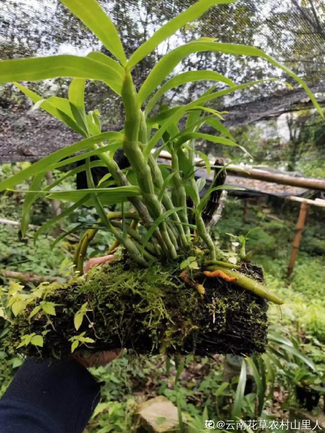 兰花冬季移种如何快速生根,把兰花种树上