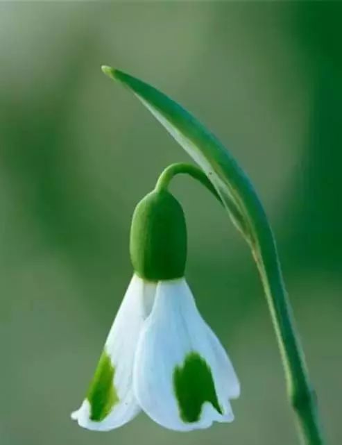 世界顶级奇花异卉,最美奇花异卉