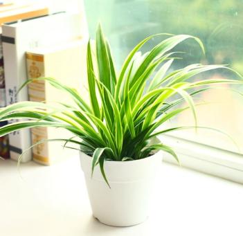 甲醛克星植物排行榜最新,甲醛最怕三个克星植物