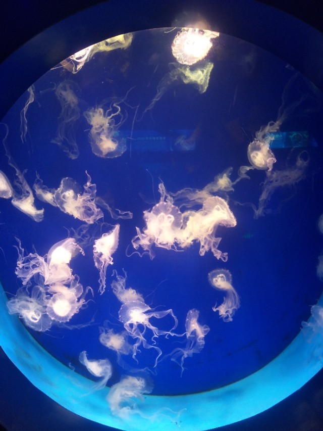 抚顺皇家海洋乐园冲浪馆图片,抚顺皇家极地海洋乐园视频