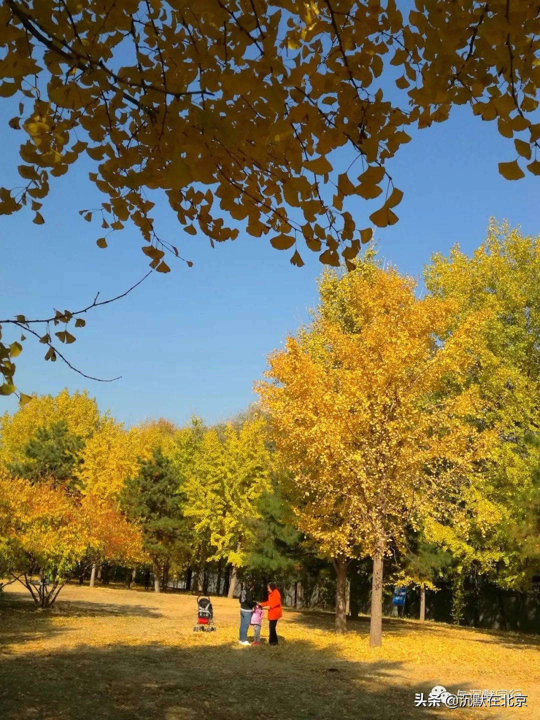 北京之秋的感受,最美的北京之秋