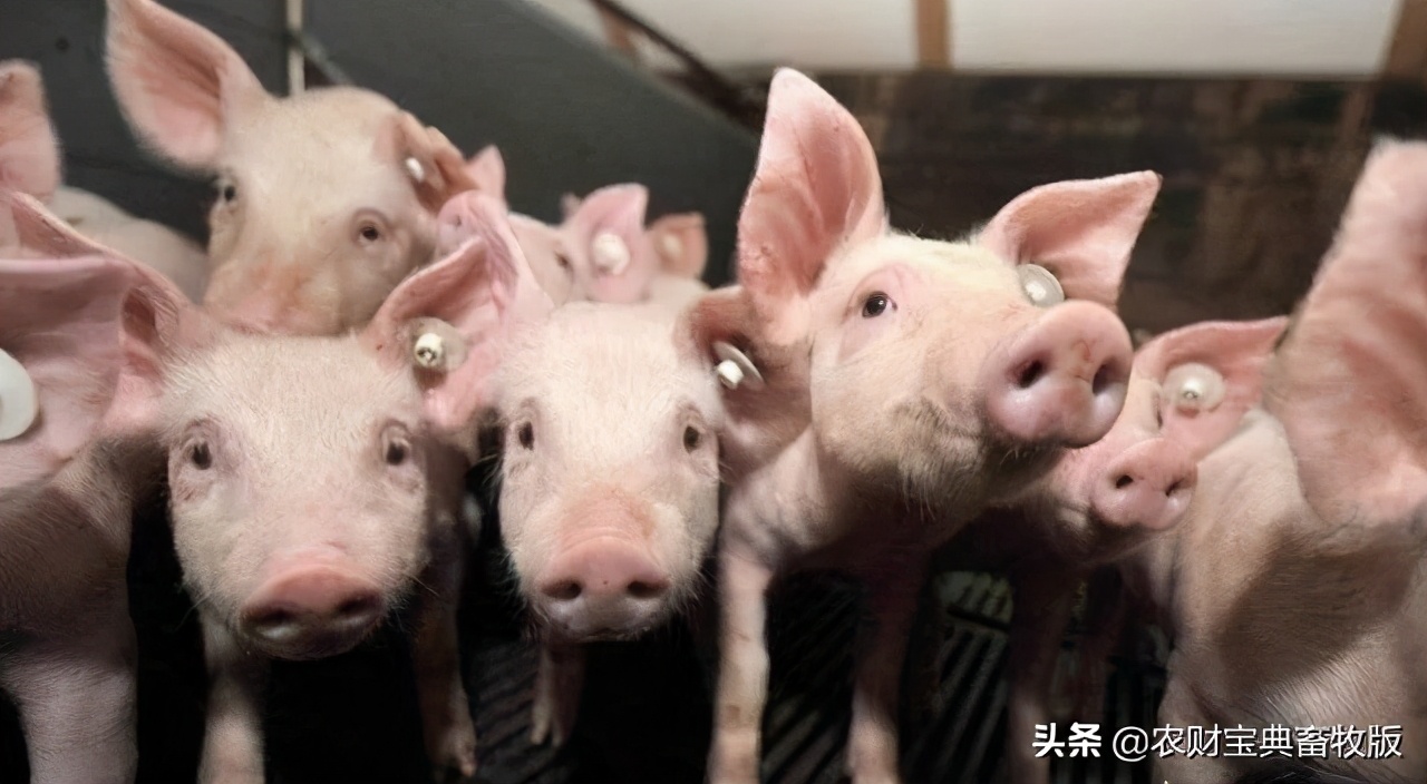 近期猪价上涨能维持多久,今年猪价几月份会暴跌