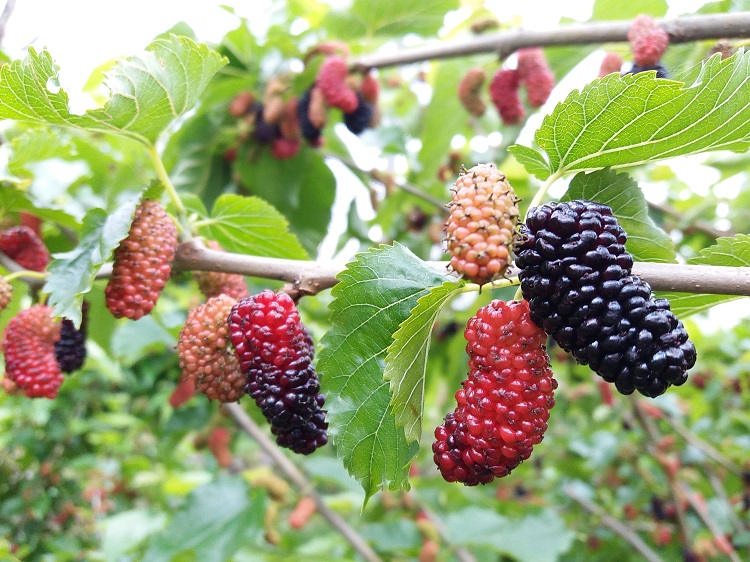 斑鸠与桑葚｜读了来稿