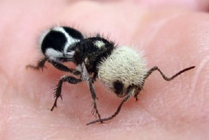 常见蚂蚁图鉴,蚂蚁vs其他种类蚂蚁