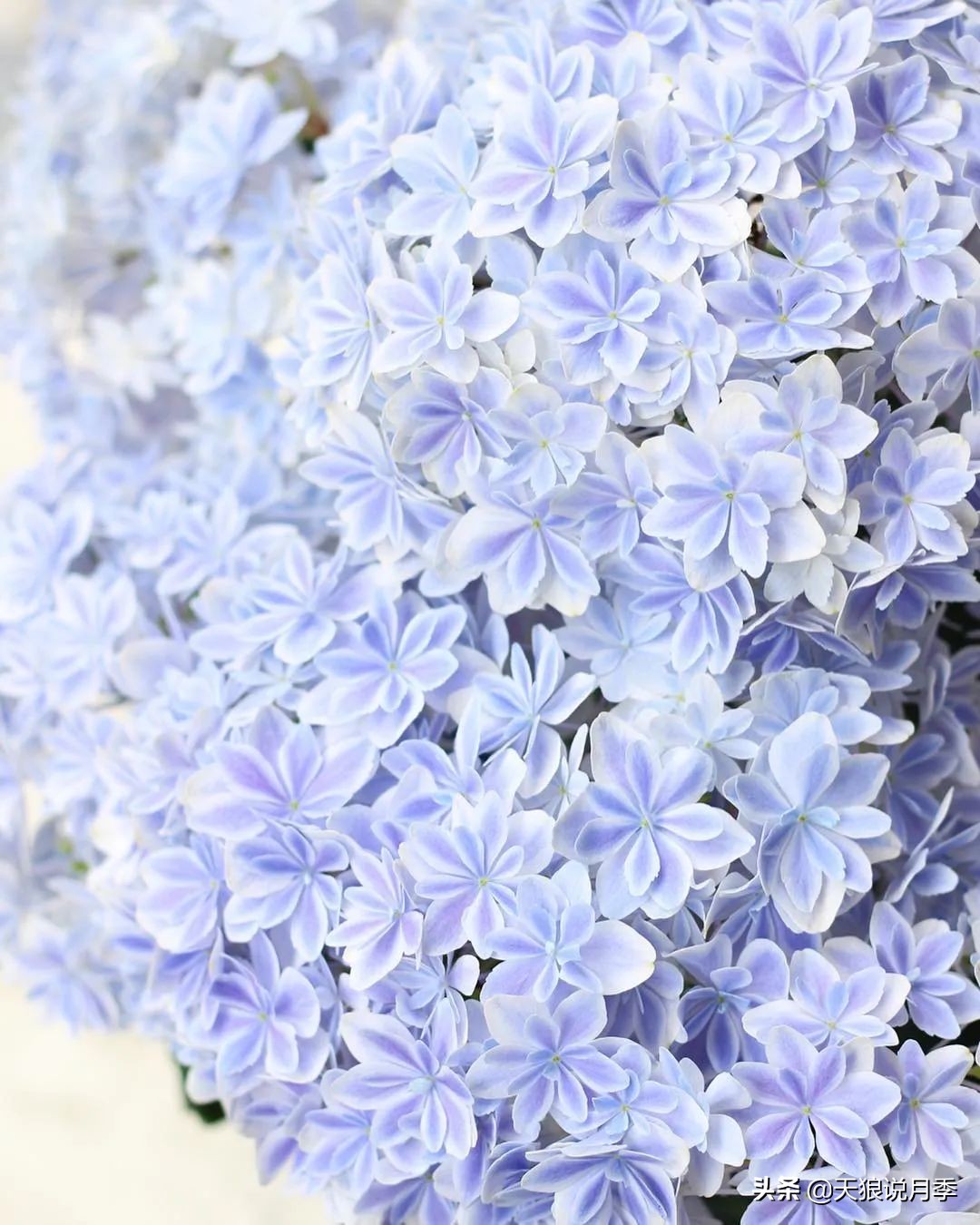 足不出户,带你了解2020日本园艺圈「新品种大赏」