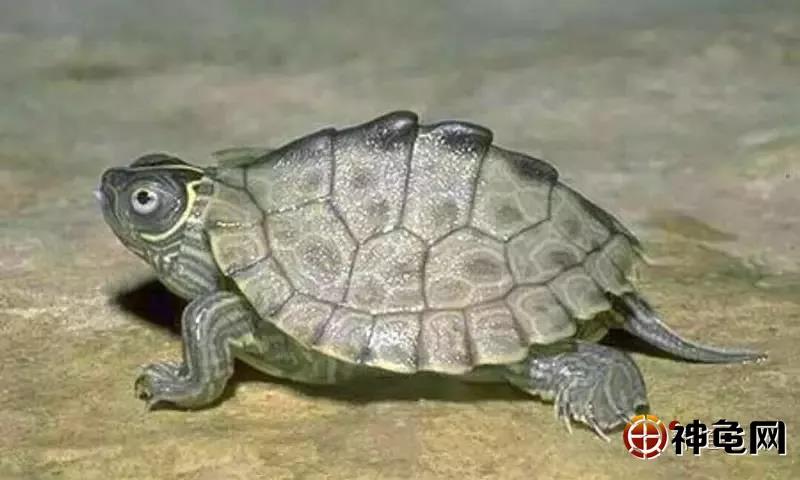 养水龟要准备什么,新手养龟的小知识