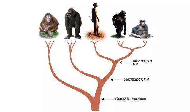 人类全身褪去毛发后，为什么只留下了阴毛、腋毛和头发？