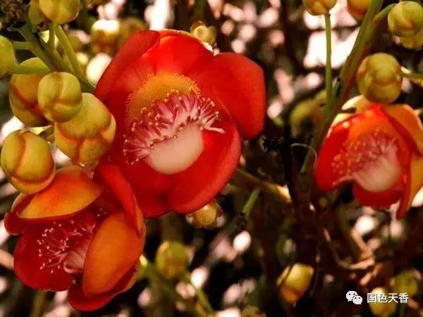 菩提花开观自在,菩提花开见性成佛